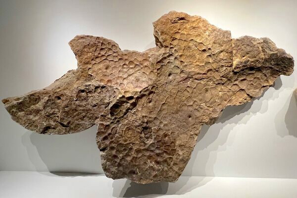 A Triceratops skin fossil at the Houston Museum of Natural Science.